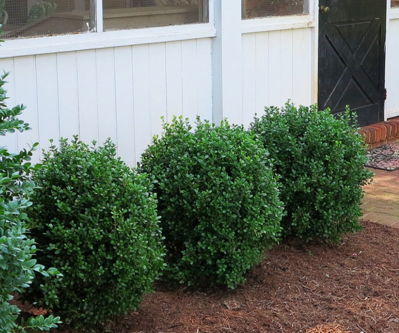 NewGen Freedom Boxwood