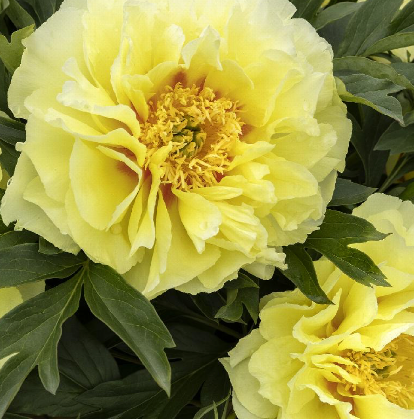 Paeonia 'Bartzella' - Peony