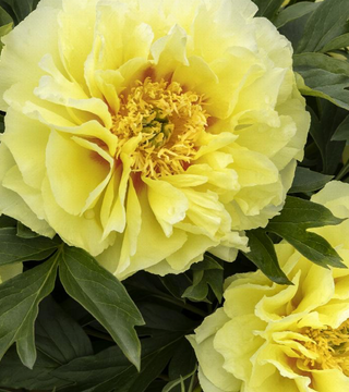 Paeonia 'Bartzella' - Peony