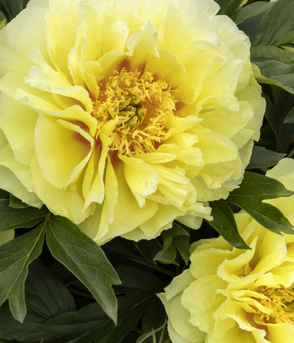 Paeonia 'Bartzella' - Peony