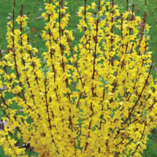 Load image into Gallery viewer, Forsythia &#39;Show Off&#39;