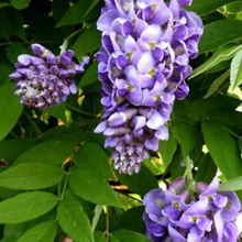 Load image into Gallery viewer, WISTERIA frut. &#39;Amethyst Falls