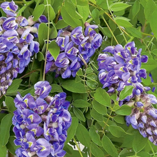 Load image into Gallery viewer, WISTERIA frut. &#39;Amethyst Falls
