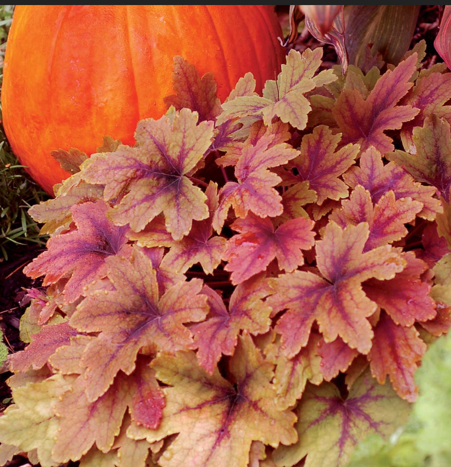 Heuchera Pumpkin Spice