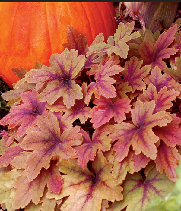 Heuchera Pumpkin Spice