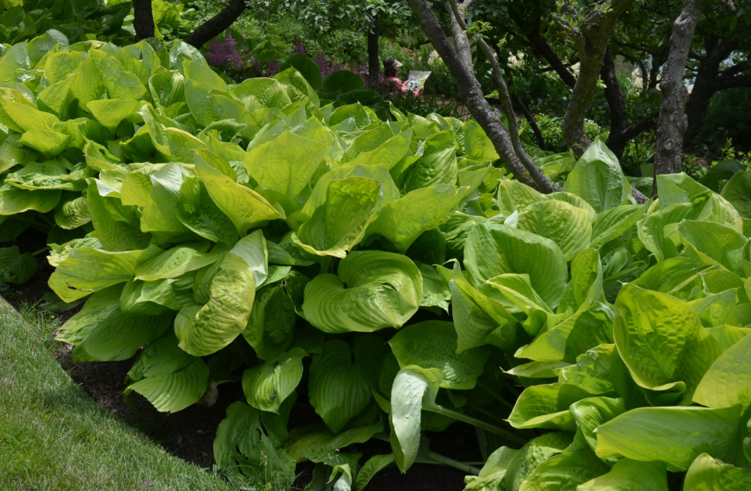 Hosta 'Sum and Substance'