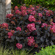Load image into Gallery viewer, Hydrangea 'Eclipse'