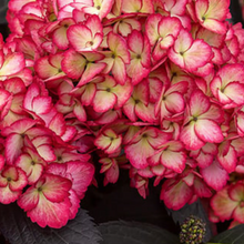 Load image into Gallery viewer, Hydrangea &#39;Eclipse&#39;