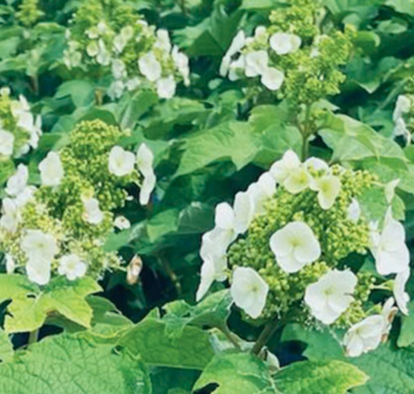 Hydrangea Toy Soldier – Rhoads Garden Center Hydrangea Toy Soldier – Rhoads Garden Center