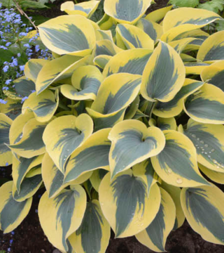 Hosta Autumn Frost