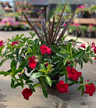 Mandevilla/cordyline planter