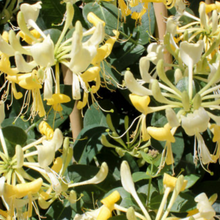 Load image into Gallery viewer, Lonicera Scentsation Honeysuckle