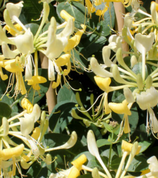 Lonicera Scentsation Honeysuckle