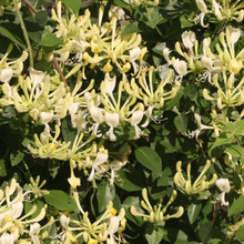 Load image into Gallery viewer, Lonicera Scentsation Honeysuckle