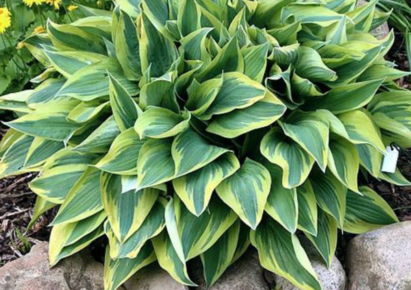 Hosta 'Wolverine'