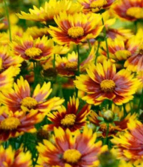 Coreopsis Daybreak – Rhoads Garden Center