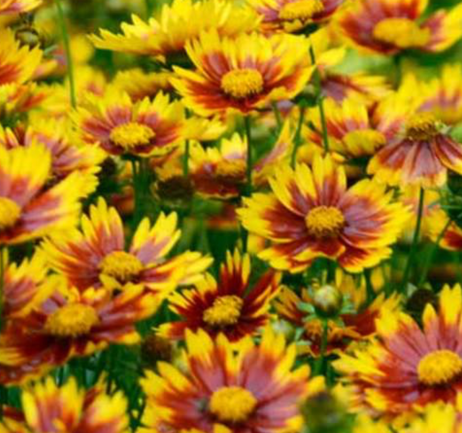 Coreopsis Daybreak – Rhoads Garden Center