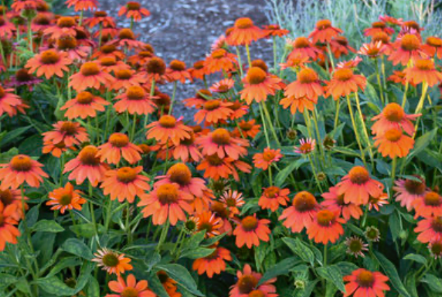 Echinacea Sombrero Adobe Orange