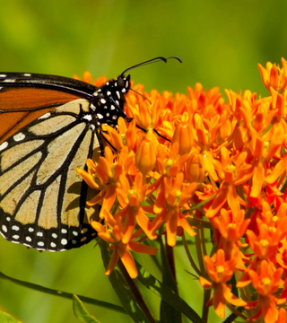 Asclepias tuberosa Butterfly Weed