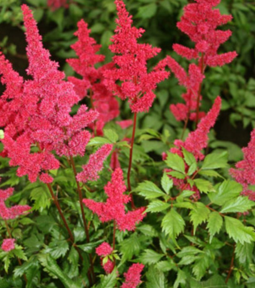 Astilbe arendsii 'Rheinland'