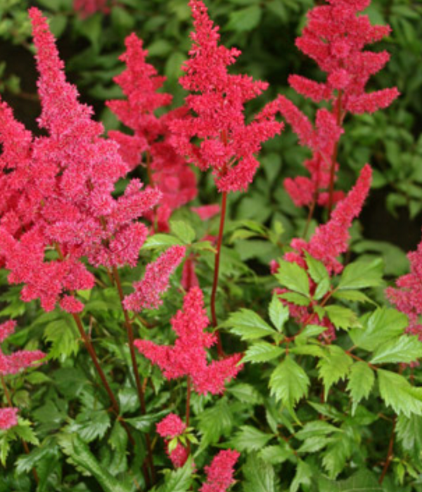 Astilbe arendsii 'Rheinland'