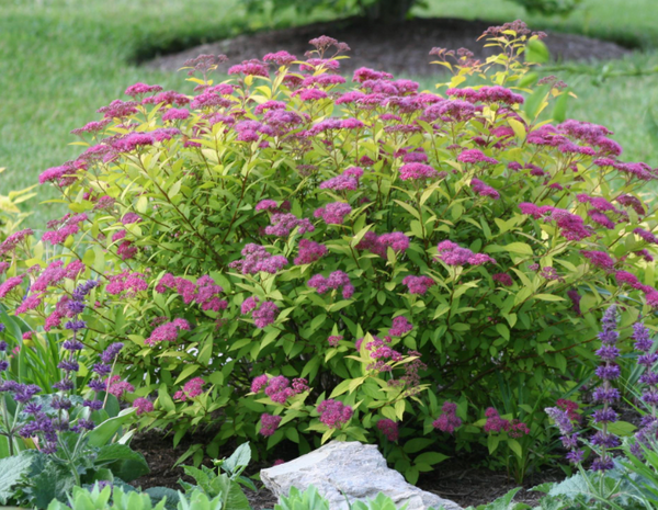 Spirea Gold Elf