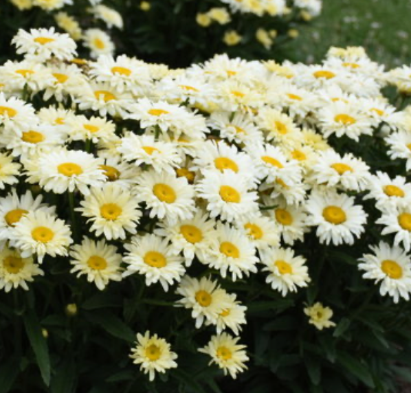 Leaucanthemum Banana Cream