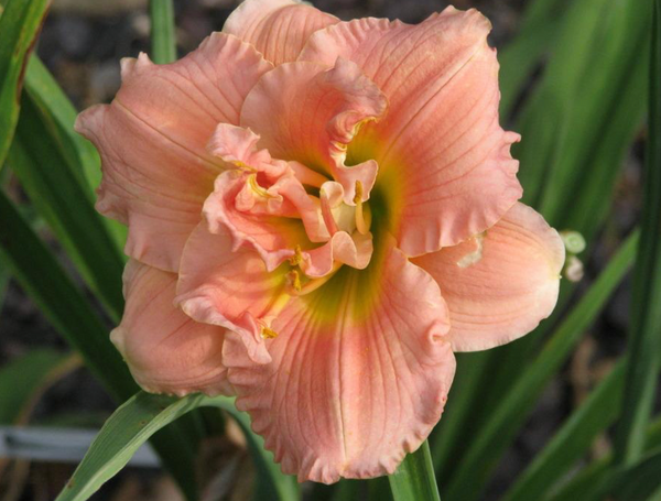 Siloam Double Classic Hemerocallis-Daylilly