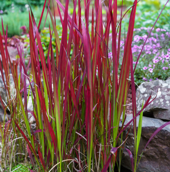 Grass - Imperata cylindrica 'Red Baron'