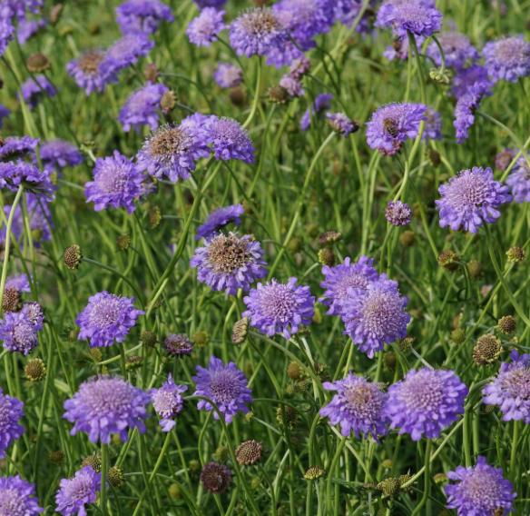 Scabiosa columbaria 'Butterfly Blue'