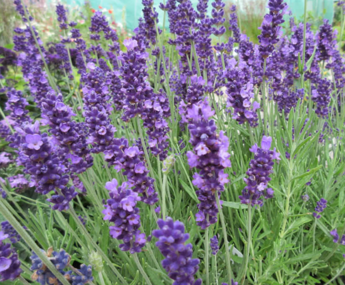 Lavandula agustifolia 'Hidcote'