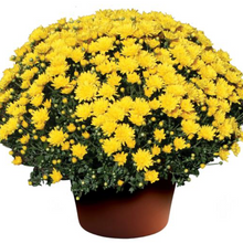 Load image into Gallery viewer, 9&quot; Fall Mum