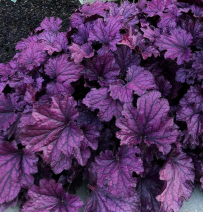 Forever Purple Heuchera