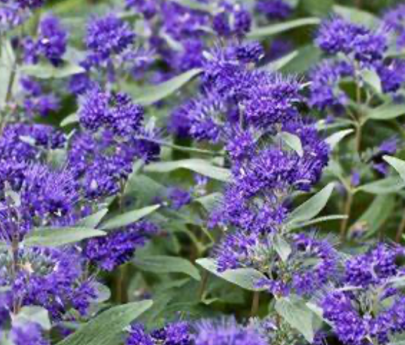 Caryopteris clandonensis 'Dark Knight'