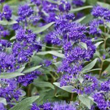 Load image into Gallery viewer, Caryopteris clandonensis &#39;Dark Knight&#39;