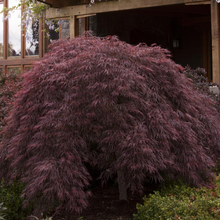 Load image into Gallery viewer, Crimson Queen Japanese Maple 7 gal. pre-order