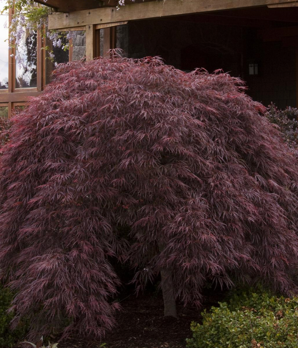 Crimson Queen Japanese Maple 7 gal. pre-order