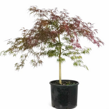 Load image into Gallery viewer, Crimson Queen Japanese Maple 7 gal. pre-order