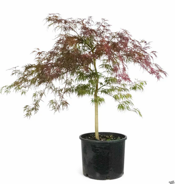 Crimson Queen Japanese Maple 7 gal. pre-order