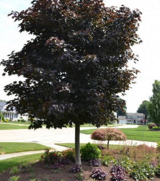 Acer platanoides 'Crimson King' Maple 10 gal