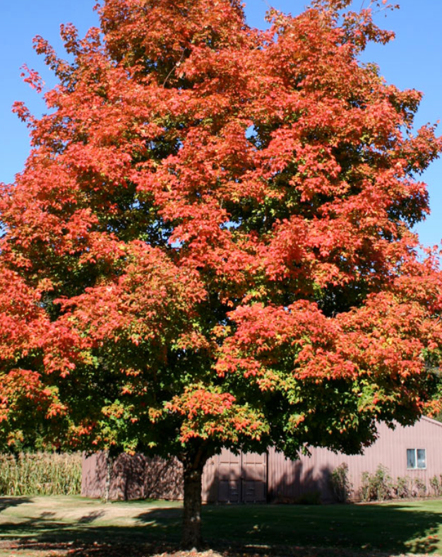 'Green Mountain' Sugar Maple 10 gal. pre-order