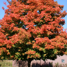 Load image into Gallery viewer, &#39;Green Mountain&#39; Sugar Maple 10 gal. pre-order