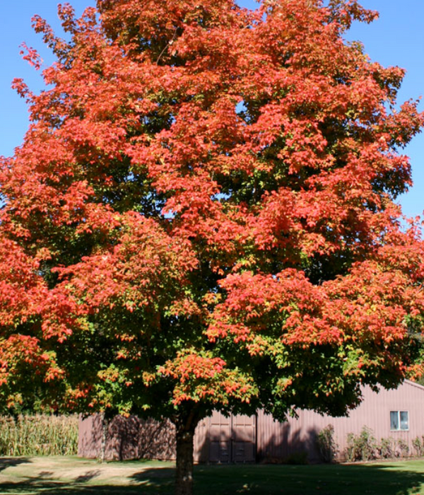 'Green Mountain' Sugar Maple 10 gal. pre-order