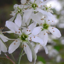 Load image into Gallery viewer, &#39;Autumn Brilliance Serviceberry 7 gal single stem pre-order