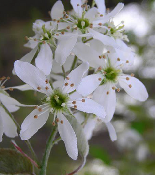 'Autumn Brilliance Serviceberry 7 gal single stem pre-order