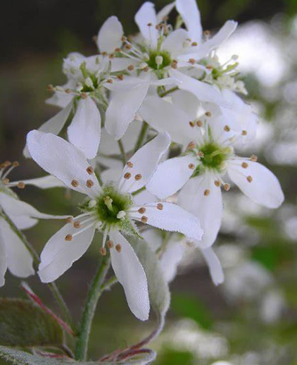 'Autumn Brilliance Serviceberry 7 gal single stem pre-order