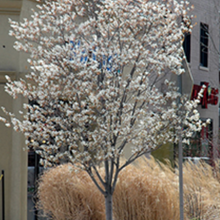 Load image into Gallery viewer, &#39;Autumn Brilliance Serviceberry 7 gal single stem pre-order