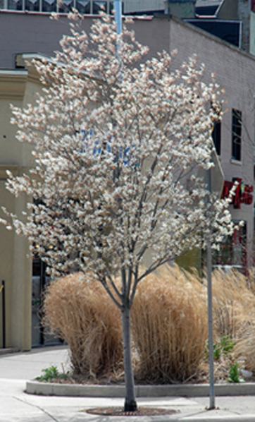 'Autumn Brilliance Serviceberry 7 gal single stem pre-order