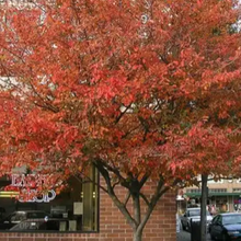 Load image into Gallery viewer, &#39;Autumn Brilliance Serviceberry 7 gal single stem pre-order