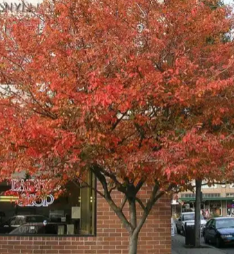 'Autumn Brilliance Serviceberry 7 gal single stem pre-order